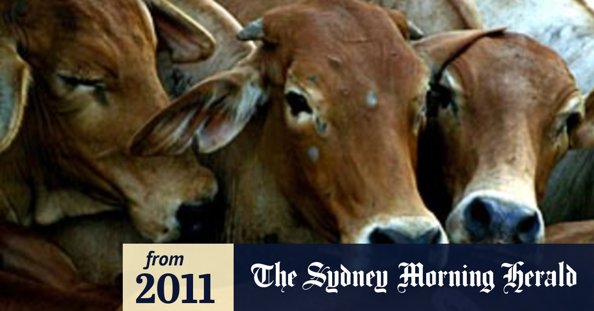 Elders shares soar after live cattle export ban lifted